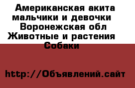 Американская акита мальчики и девочки - Воронежская обл. Животные и растения » Собаки   